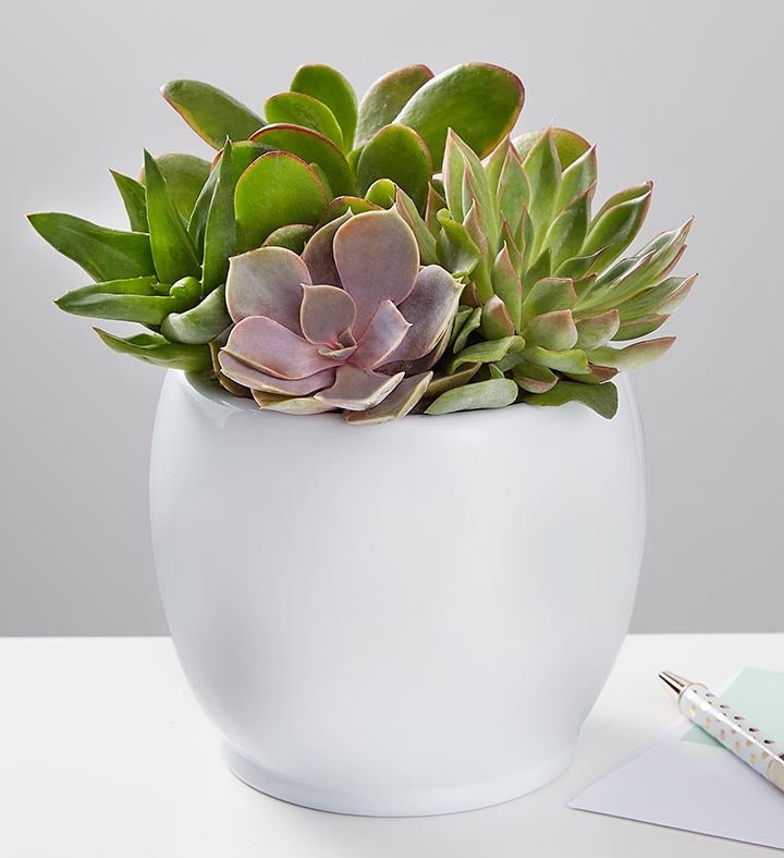 Succulent Garden Review: Honest Verdict & Care Tips